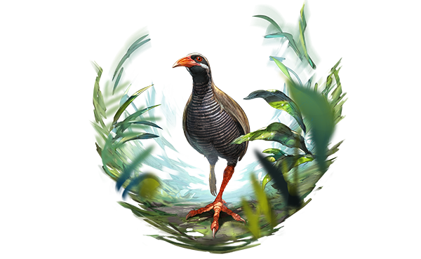 ヤンバルクイナ グラブル ヤンバルクイナってどんな鳥 ヤンバルクイナ その命名 生態 危機 山階鳥類研究所